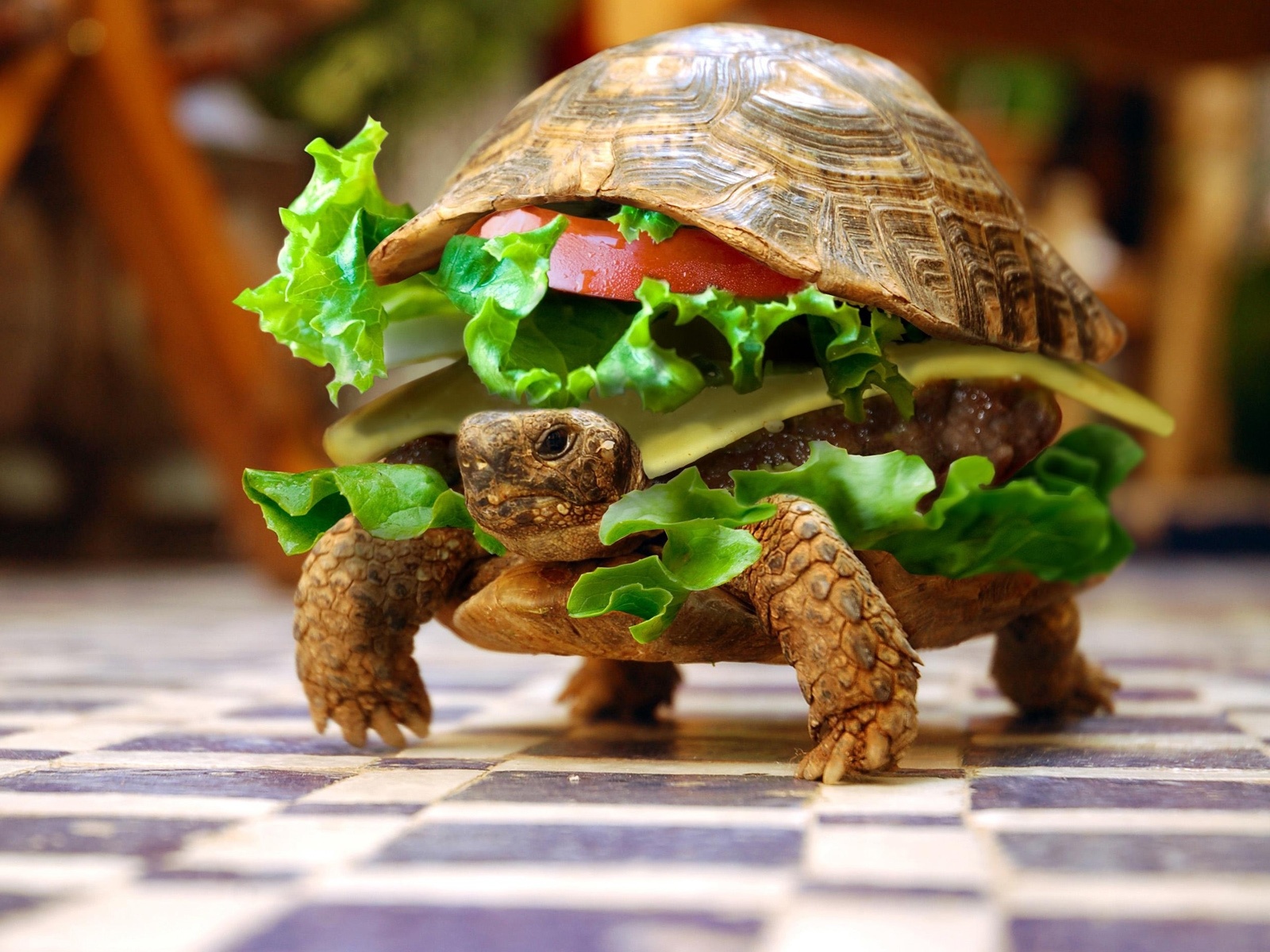 Turtle Hamburger