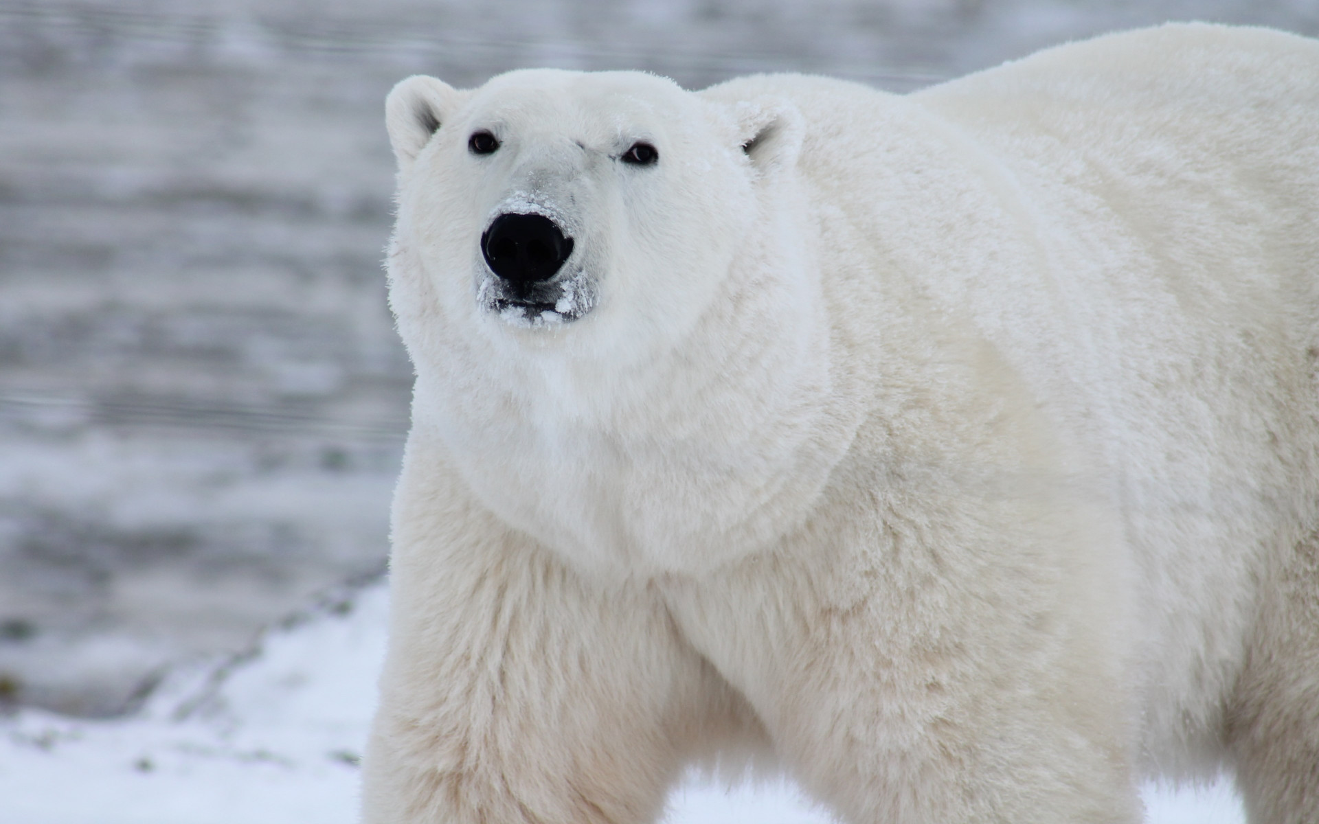 Wallpaper Polar Bear In His Environment
