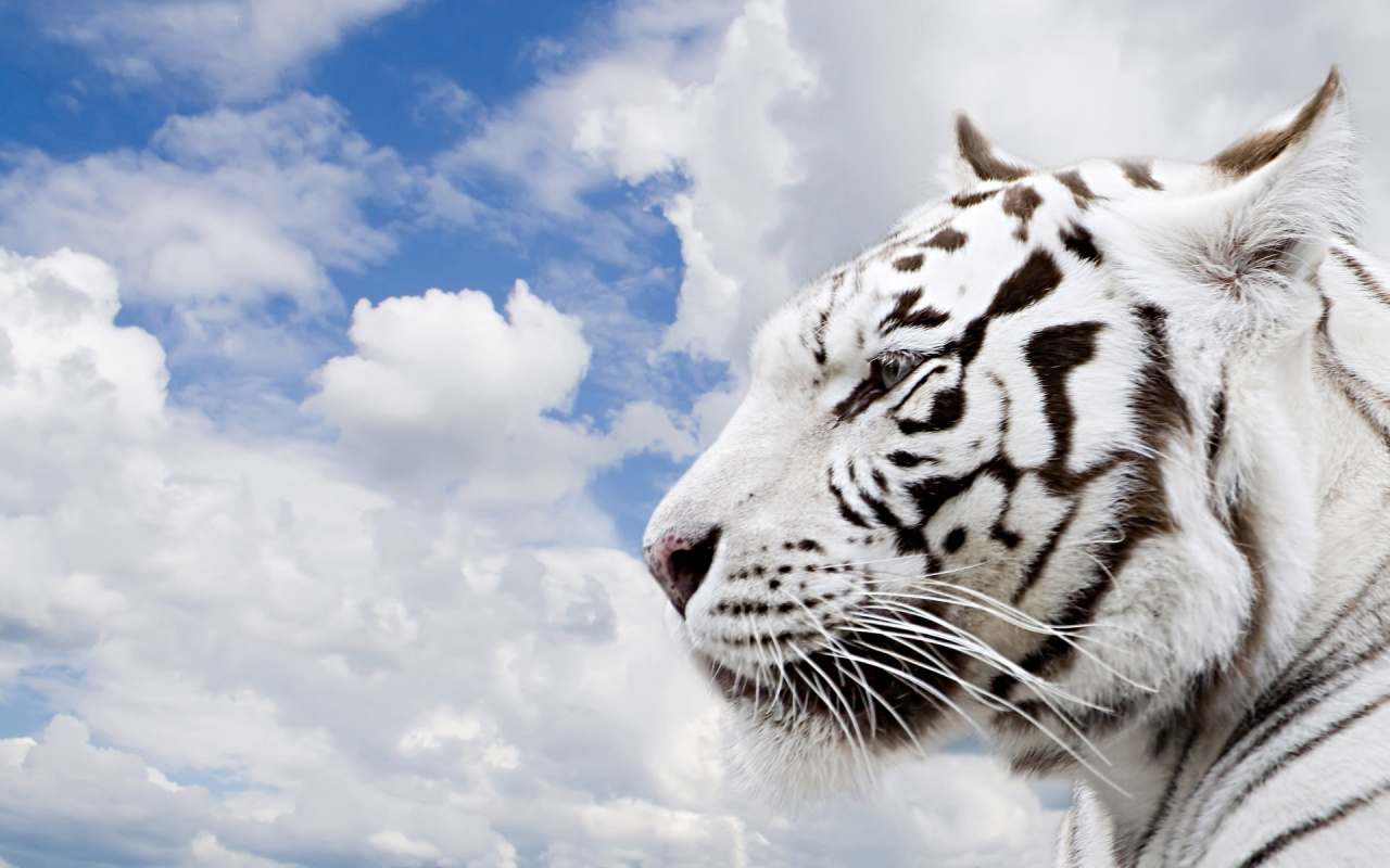 HD White Tiger Wallpaper Widescreen 1280x800