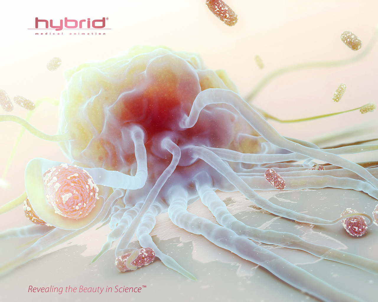 Hybrid Medical Animation   Hybrid Desktop Wallpapers