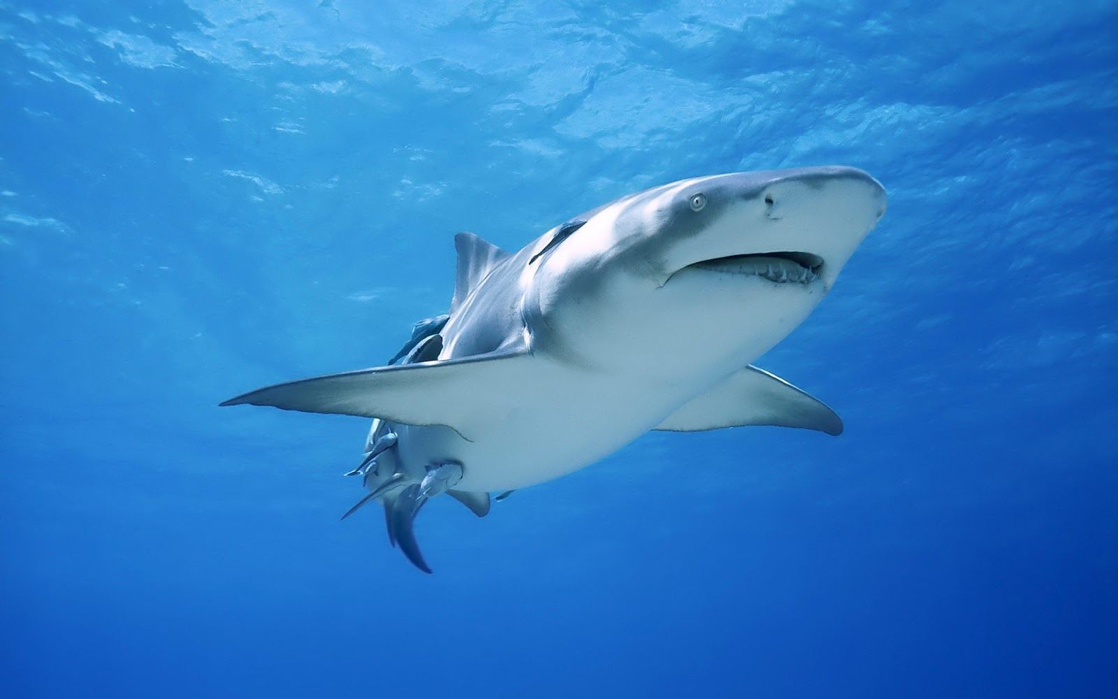 HD Animal Wallpaper Of A Big Shark Swimming In The Blue Sea