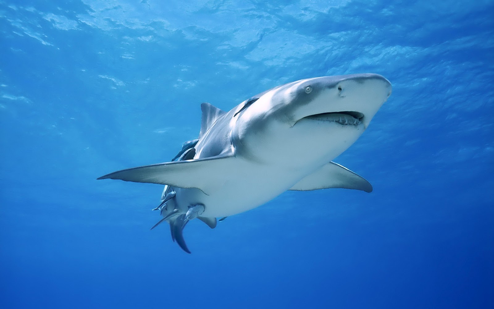 Hd Animal Wallpaper Of A Big Shark Swimming In The Blue Sea