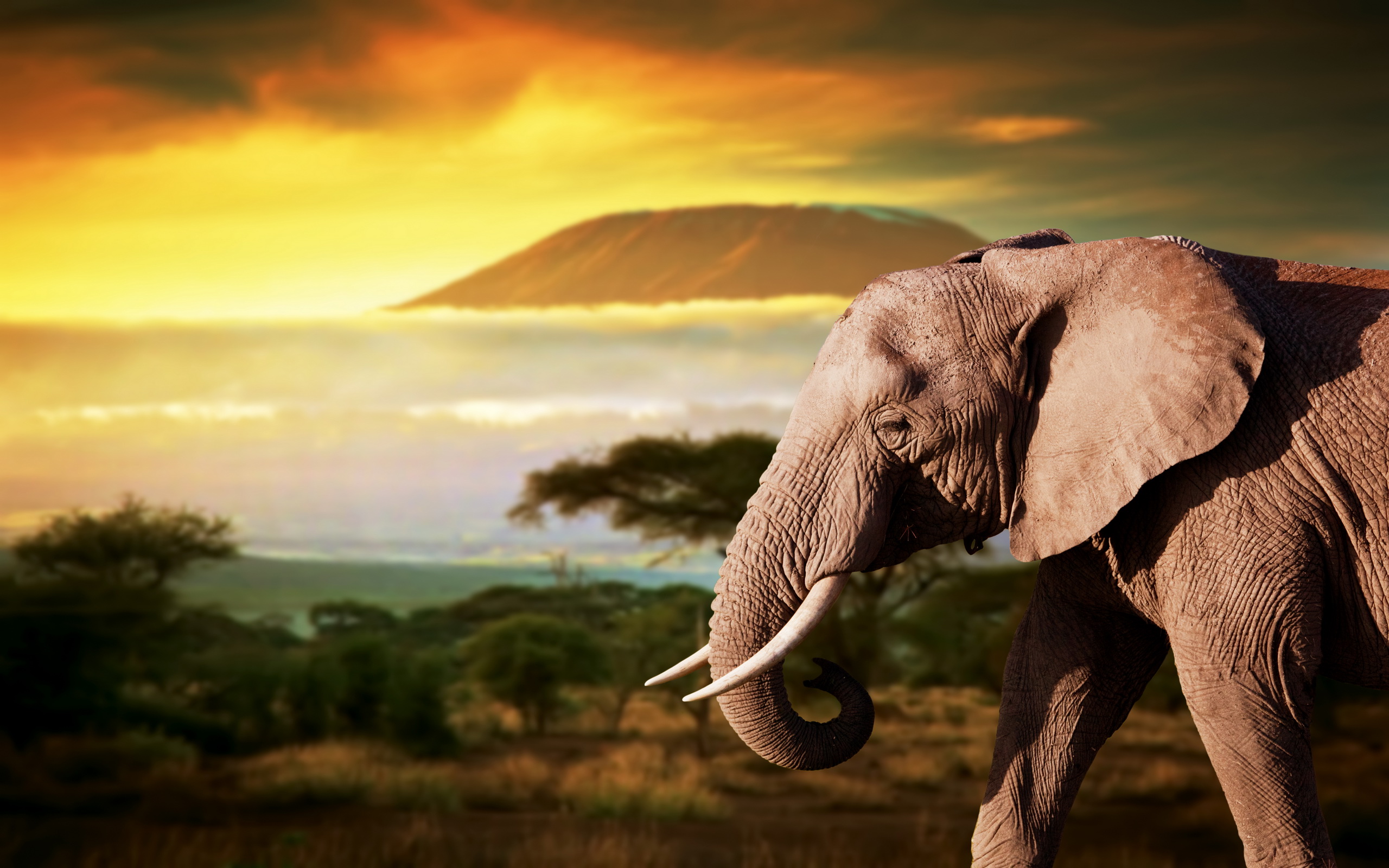 Animal African Bush Elephant HD Wallpaper