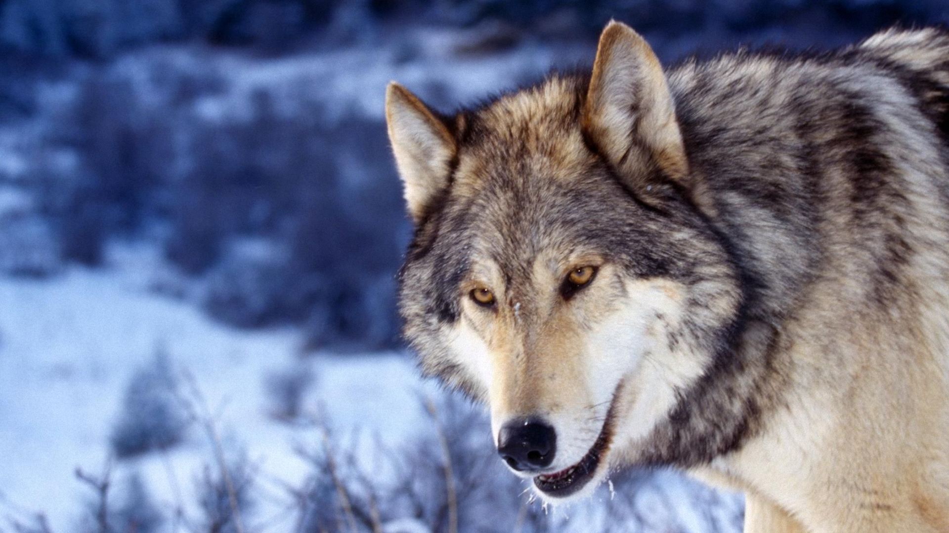 Wolf Face Wallpaper Pictures