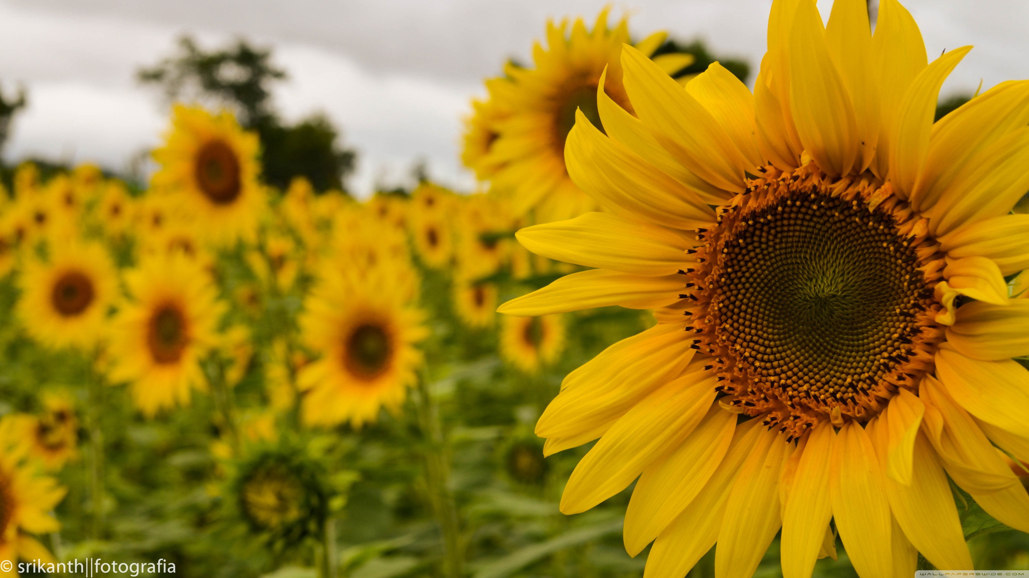 Yellow Mellow Sunflower 4k HD Desktop Wallpaper For Ultra