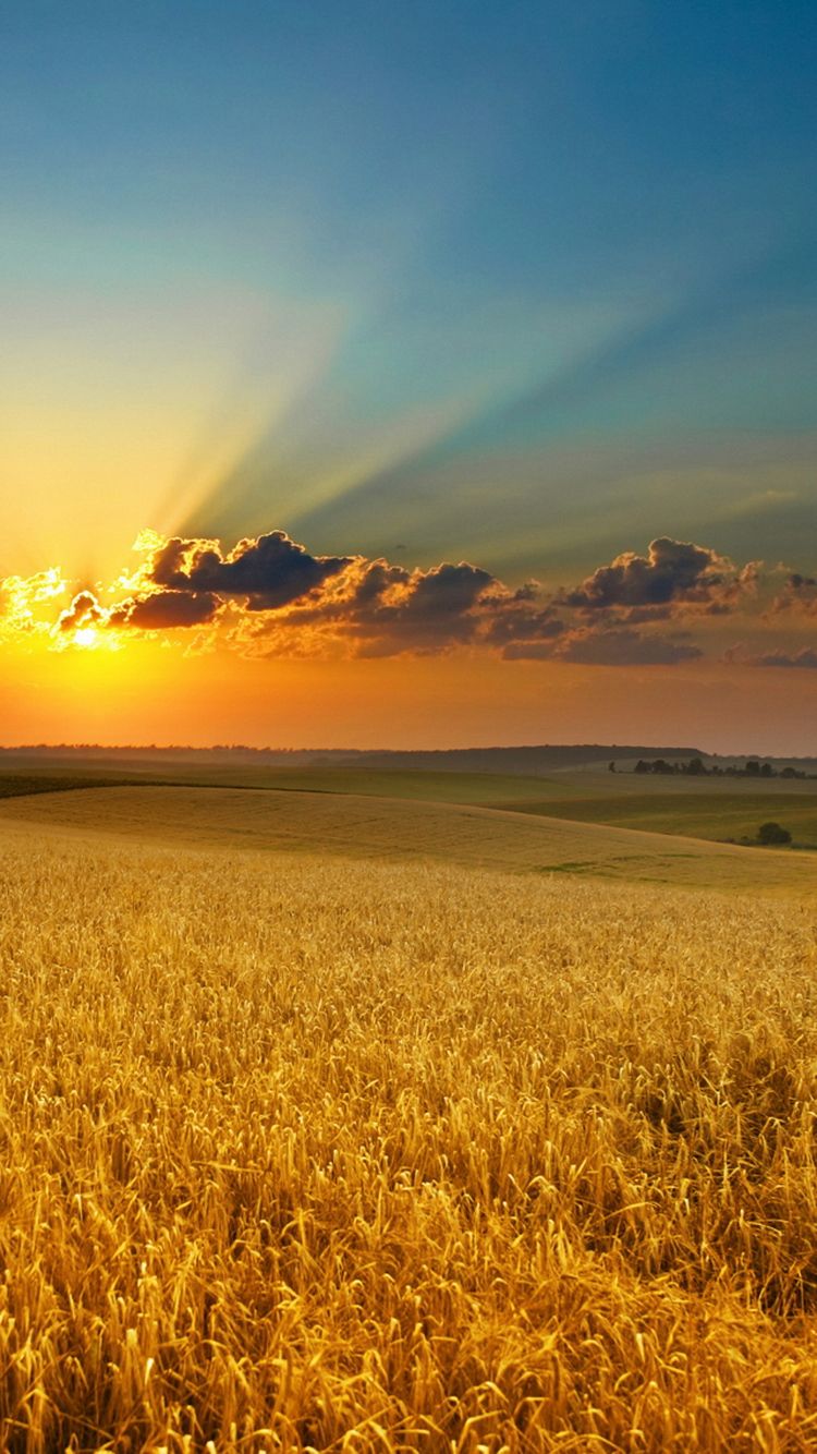 Golden Summer Field Sunset iPhone Wallpaper Beautiful nature