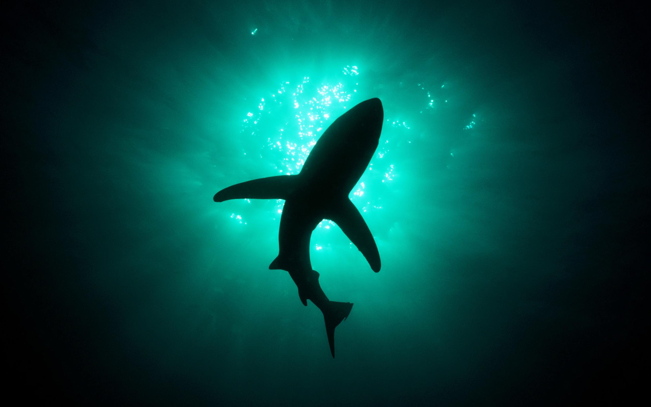 Desktop Shark HD Wallpaper