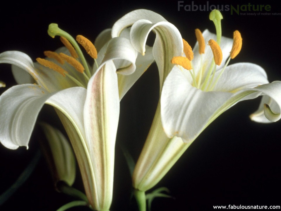 Lilies Pictures Easter Wallpaper