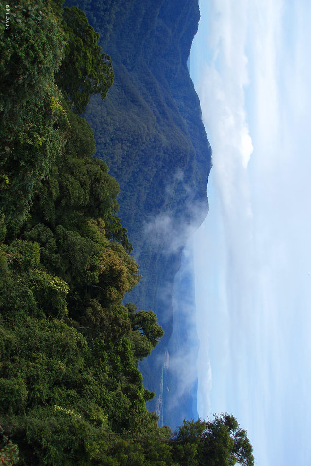  URL httpwwwiskincoukwallpaperlandscapesdorrigo rainforest