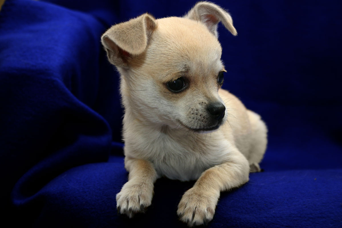 Pictures Of Chihuahua Puppies HD Wallpaper Pretty