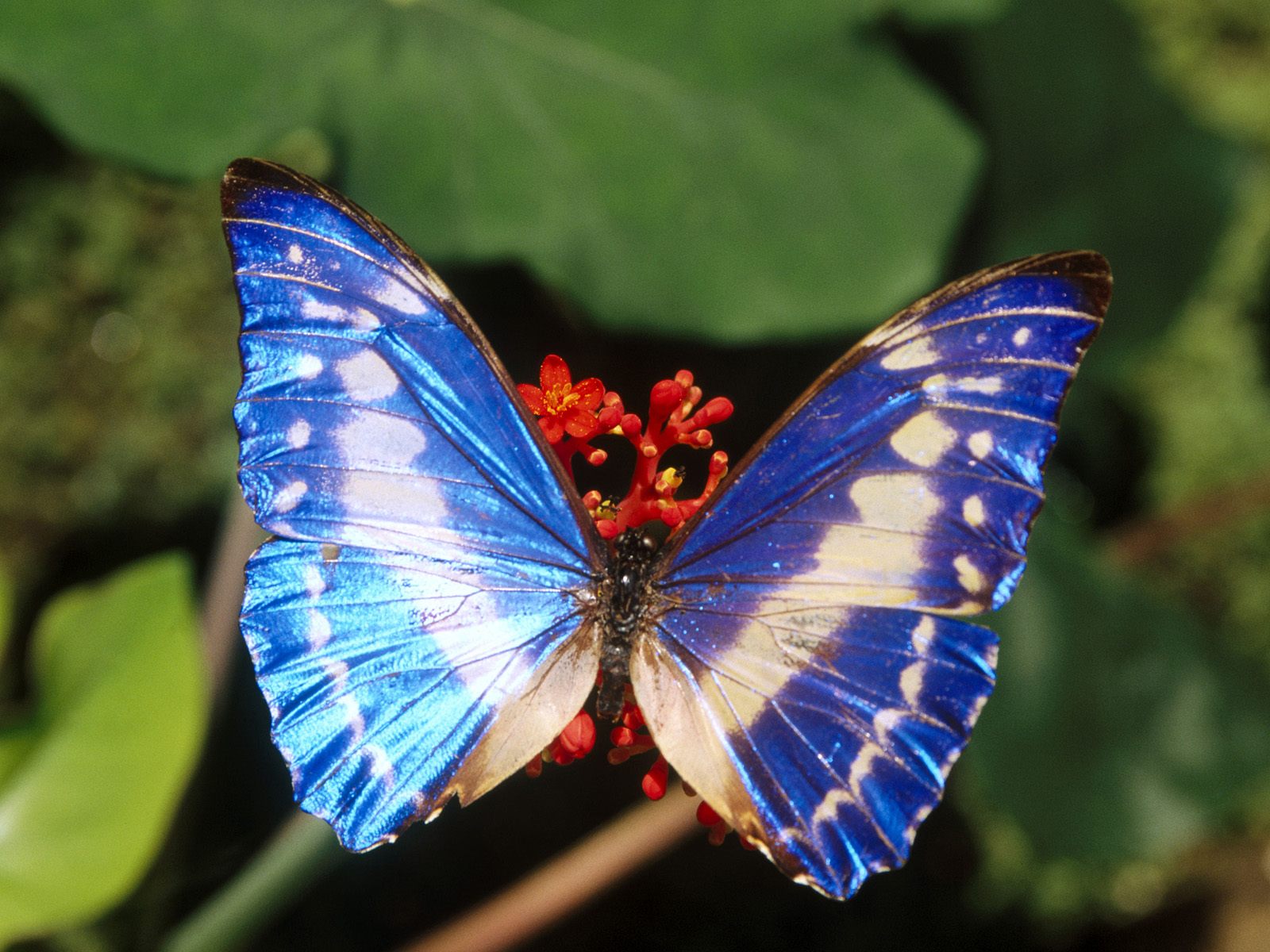 Blue Butterfly Wallpaper Stock Photos