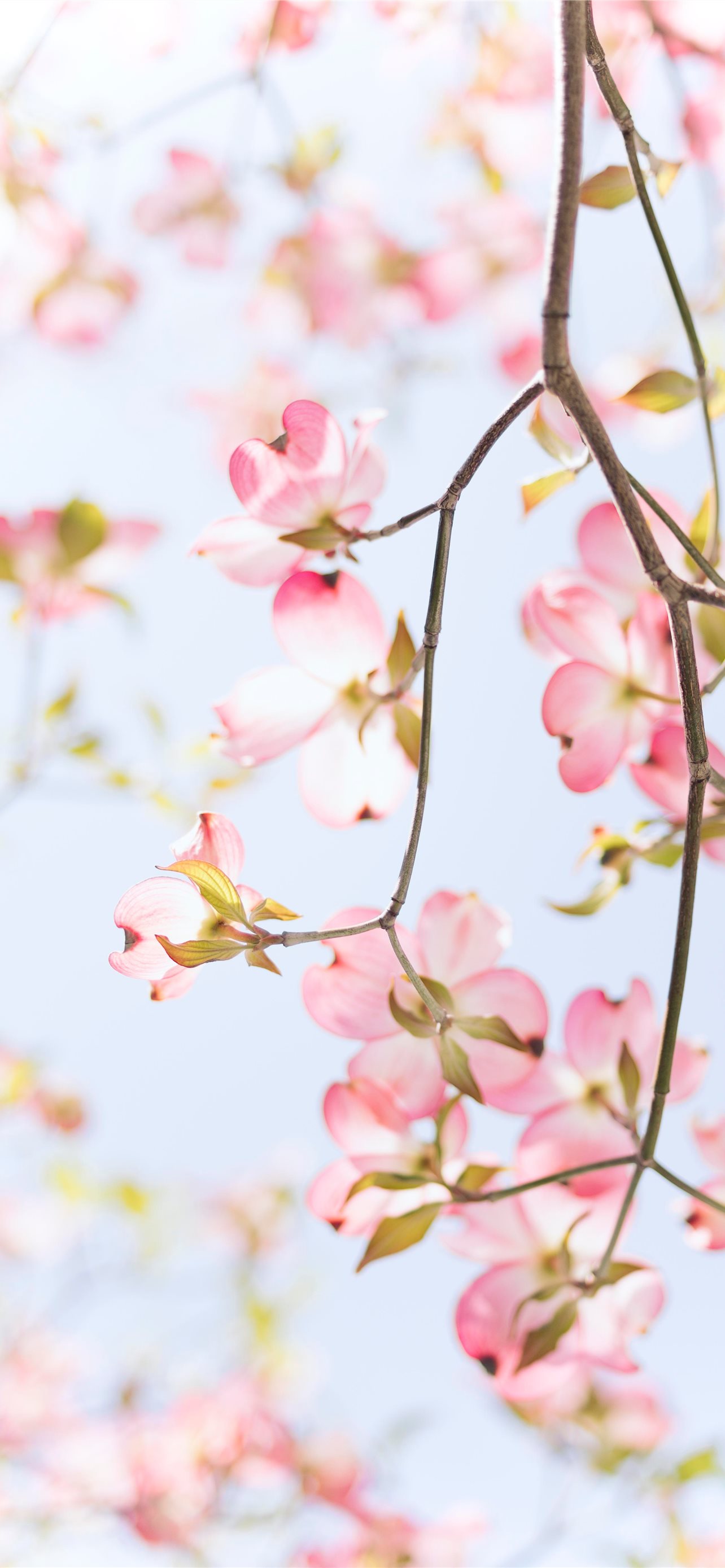 Best Flowers iPhone HD Wallpaper