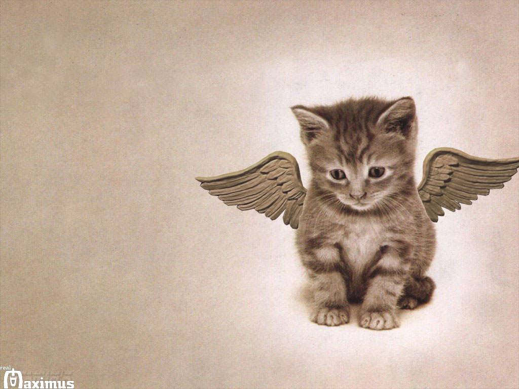 Free Download Really Cute Kitten Wallpaper Cats Wallpaper 1024x768 For Your Desktop Mobile Tablet Explore 47 Cute Cats And Kittens Wallpaper Cute Kittens Wallpapers Free Kitten Wallpaper Free Kittens - kitten angel roblox