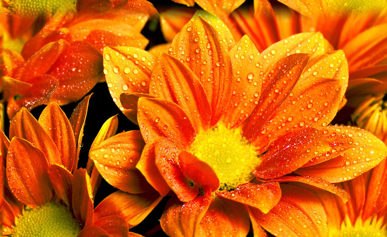 Bright Flower Wallpaper For And Other