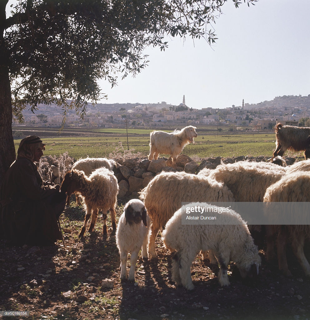 Flock Of Sheep And Goats Grazing In Judea West Bank Israel
