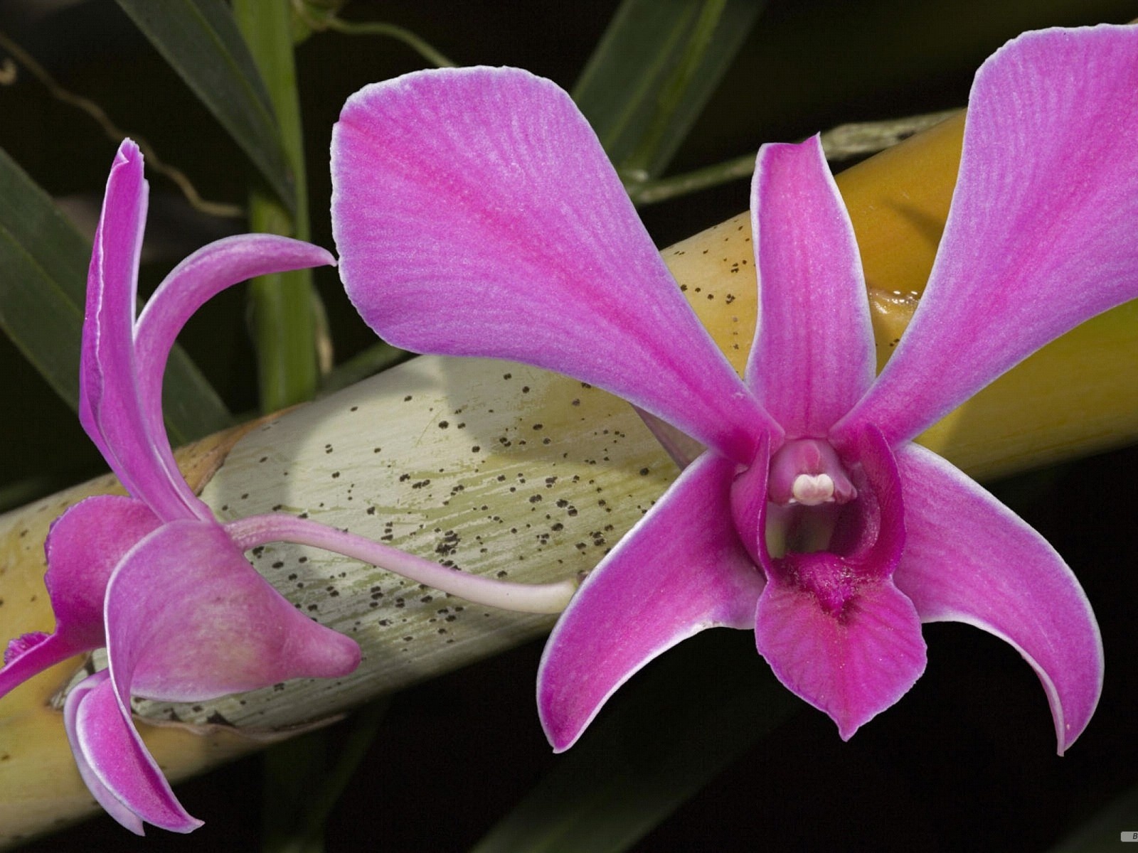 Papel De Parede Orquideas Flower Beautiful