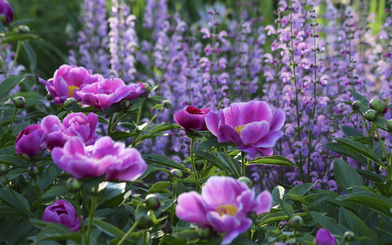 Wallpaper Peonies