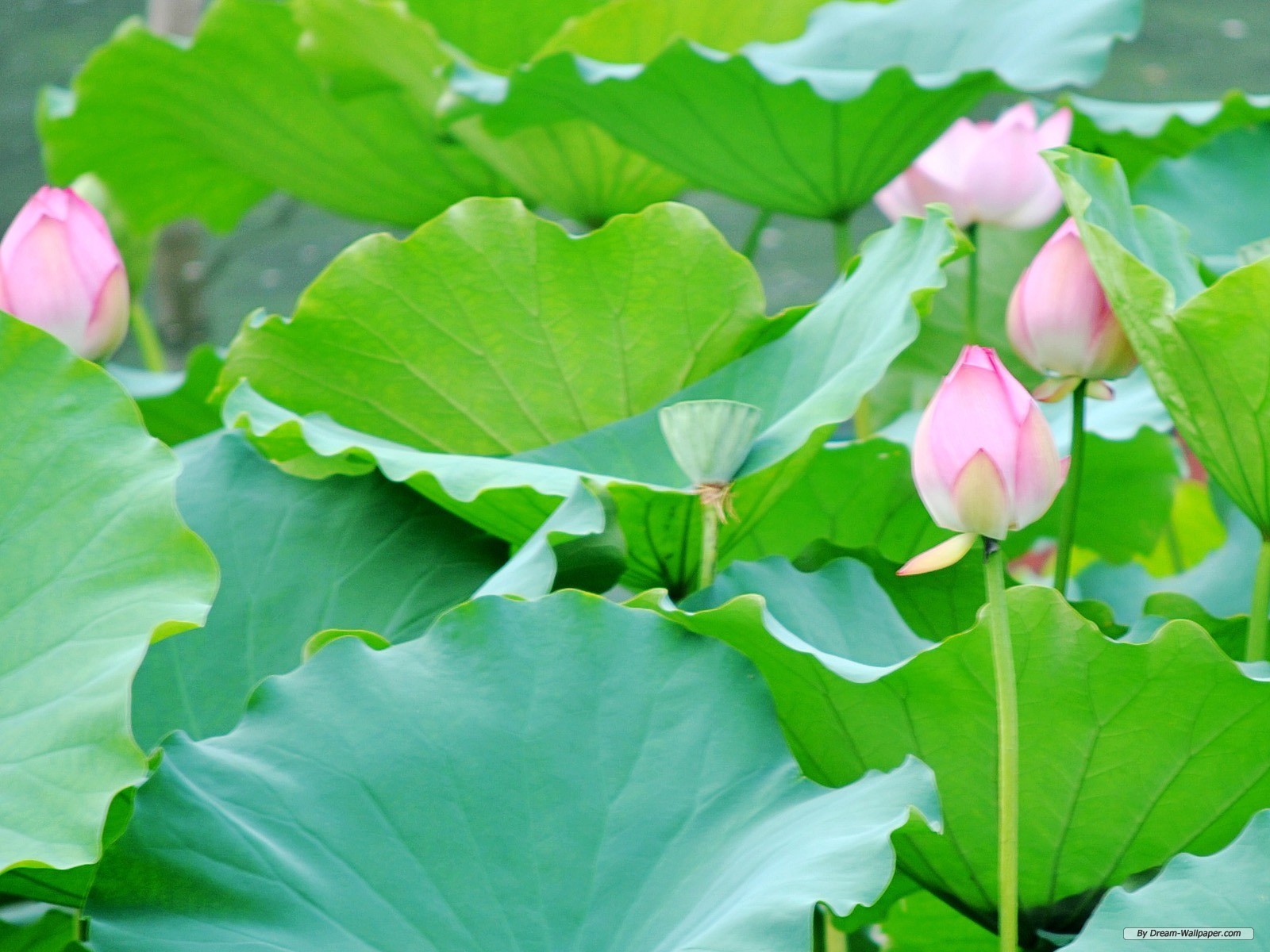 Wallpaper Flower Lotus