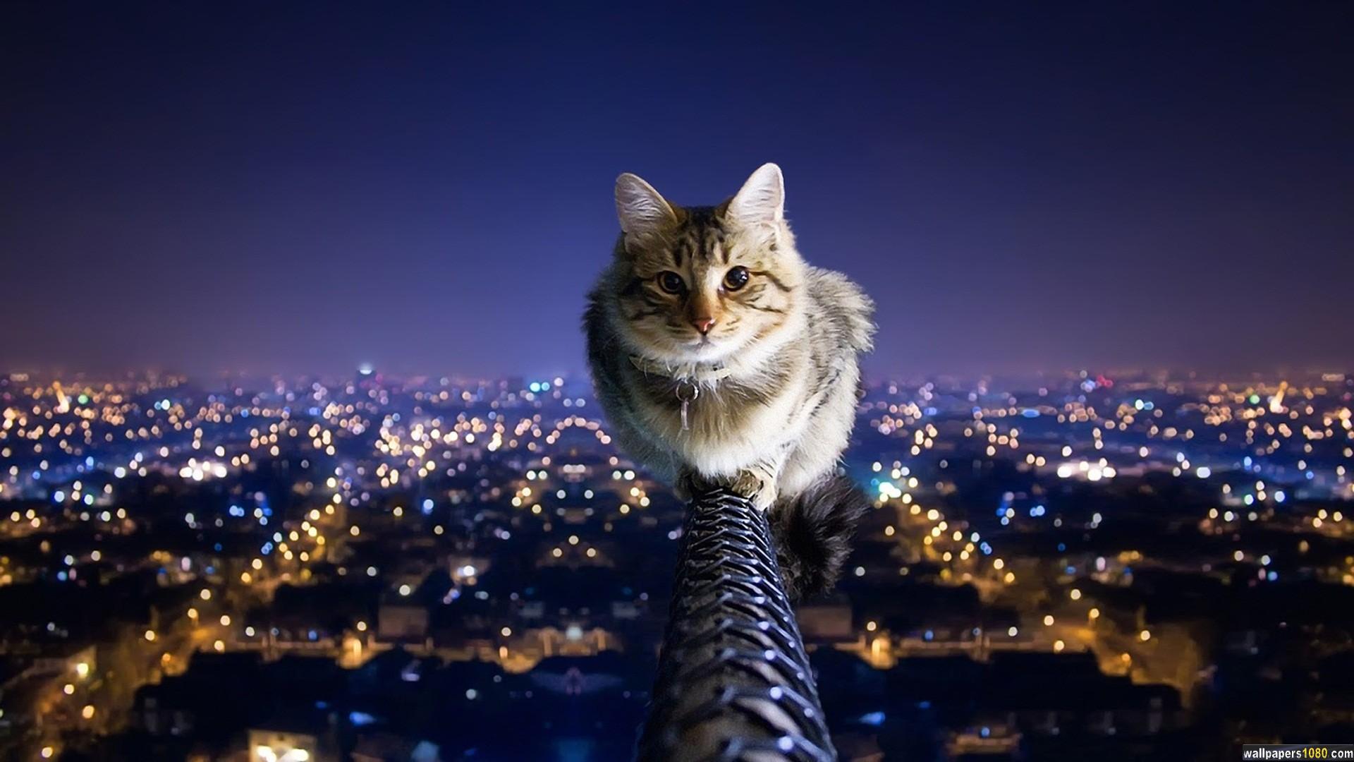 Cat Animal Windows Wallpaper 1080p HD
