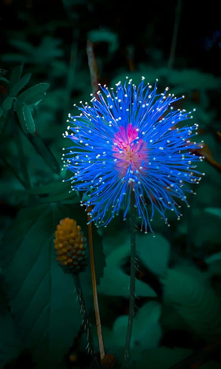 Nature Flower Wallpaper
