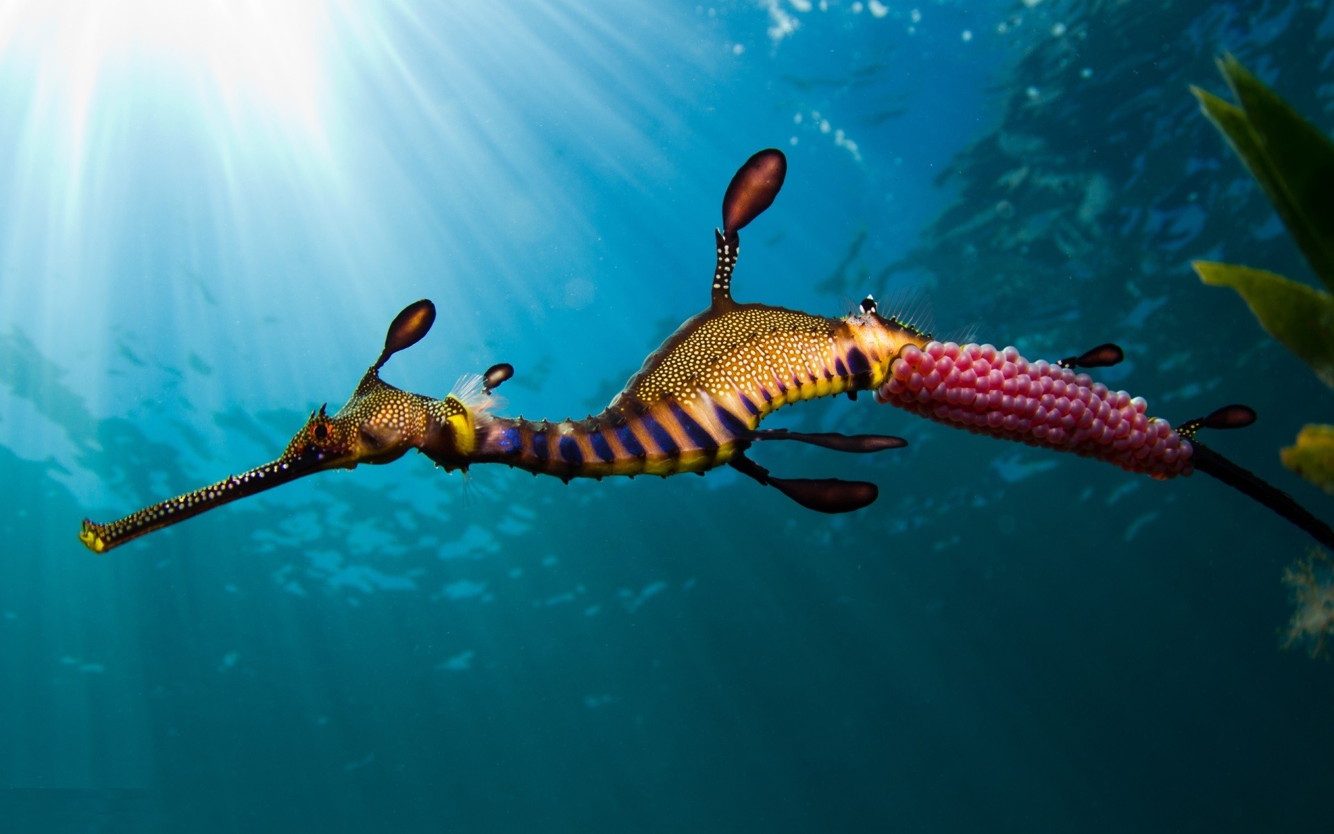Seahorse Widescreen High Definition Wallpaper Download Full