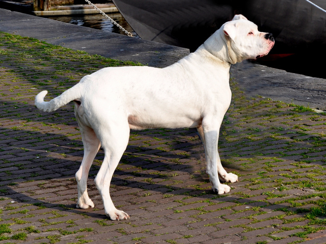 Adult Dogo Argentino Wallpaper And Image