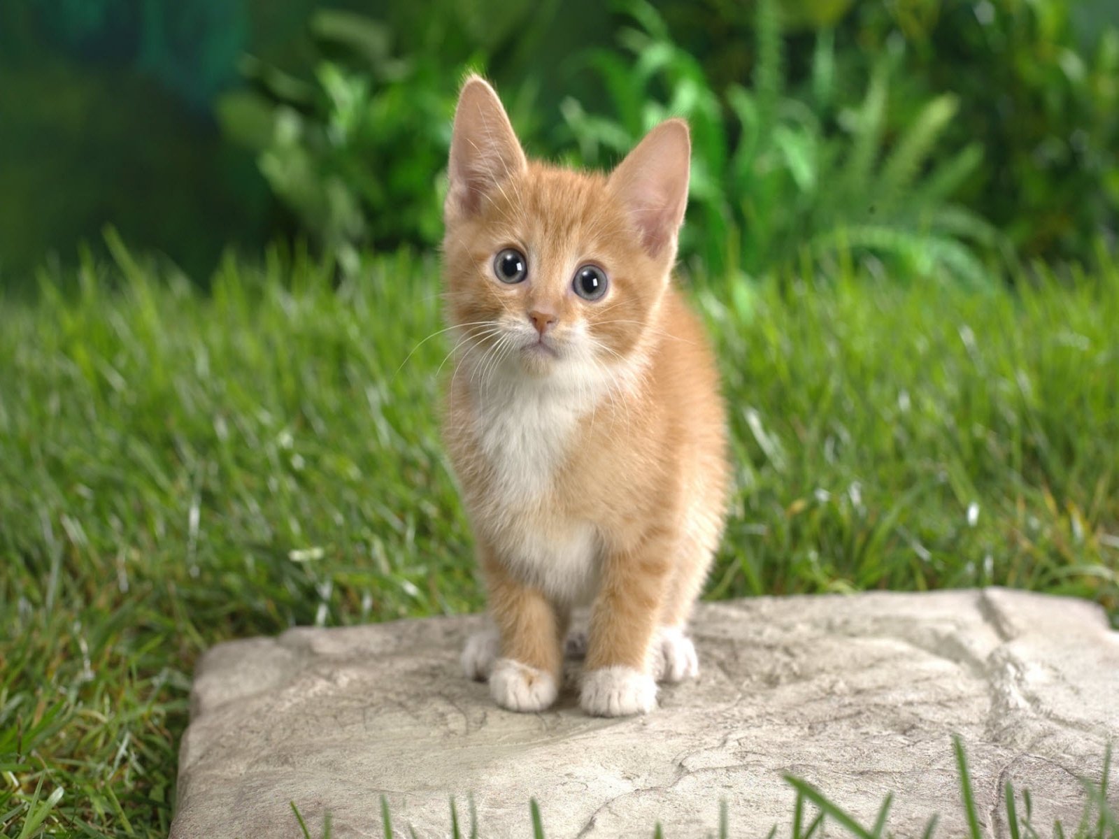 Animal Wallpapers Curious Tabby Kitten 1653 1920x1200 pixel Exotic