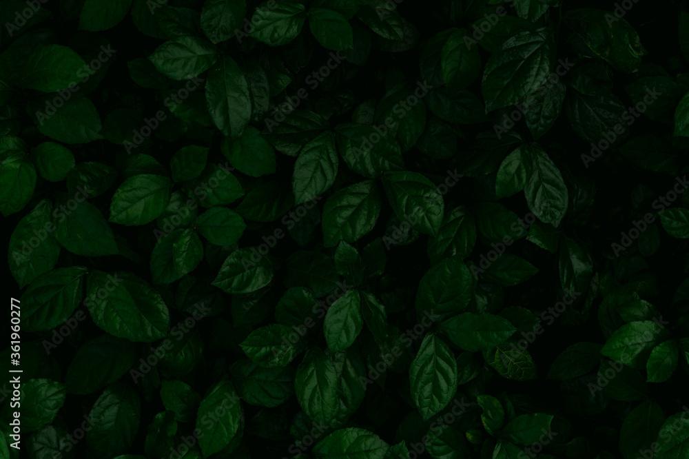 Foto De Dense Dark Green Leaves In The Garden Emerald Leaf