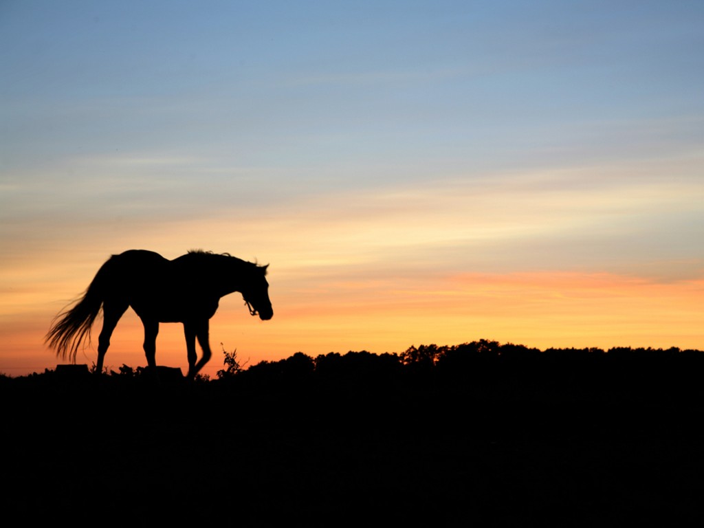 Horse Sunset Wallpaper Full HD Long