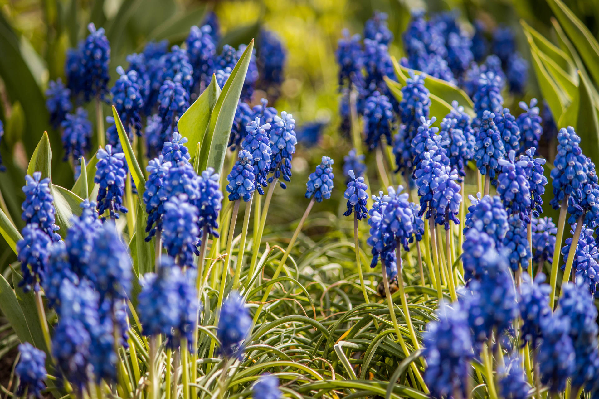 Grass Path Hyacinth Flowers J731u6mik7x1t1ya Wallpaper