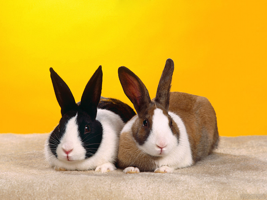 Bunny Wallpaper Rabbits