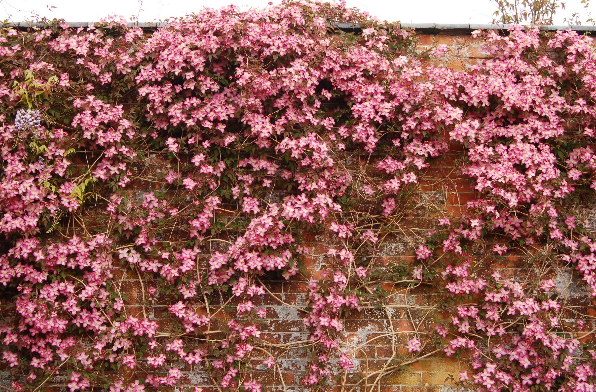 Clematis Flowering Wall Brick Stock Photos Image HD