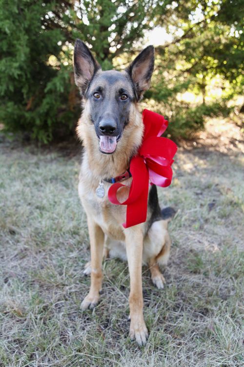 Christmas German Shepherd I Will Own A One Day