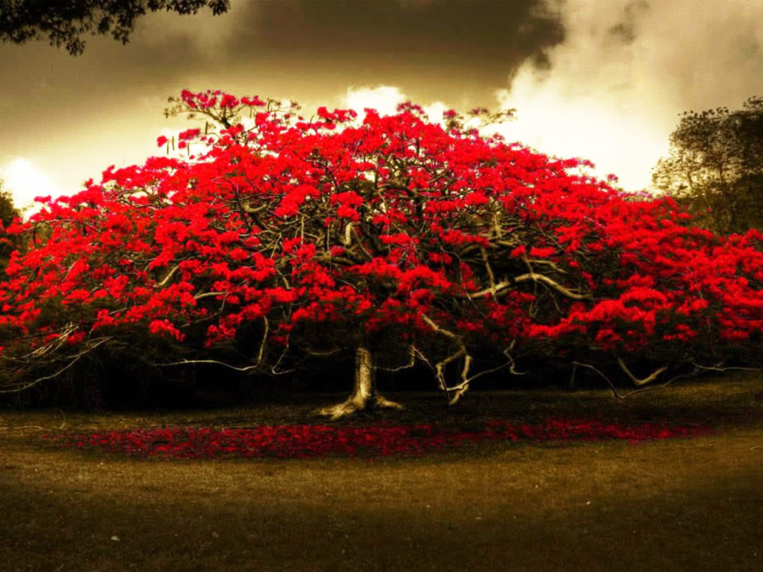 Red Flowers Tree Wide HD Wallpaper Nature In