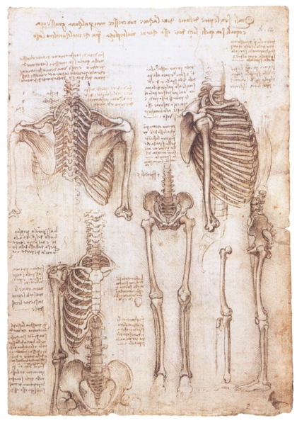 Leonardo Da Vinci Famous Anatomy Quotes. QuotesGram