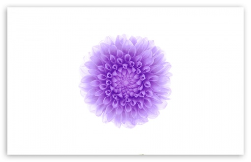 Apple iOS Flower HD desktop wallpaper Widescreen High Definition