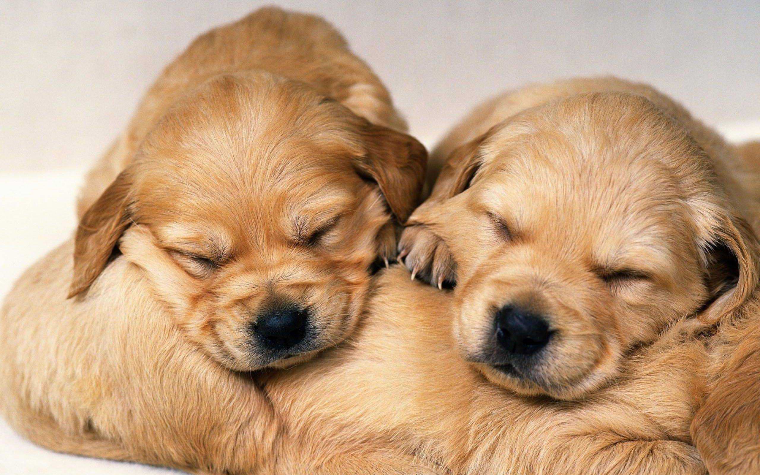 Cute Puppy Wallpaper