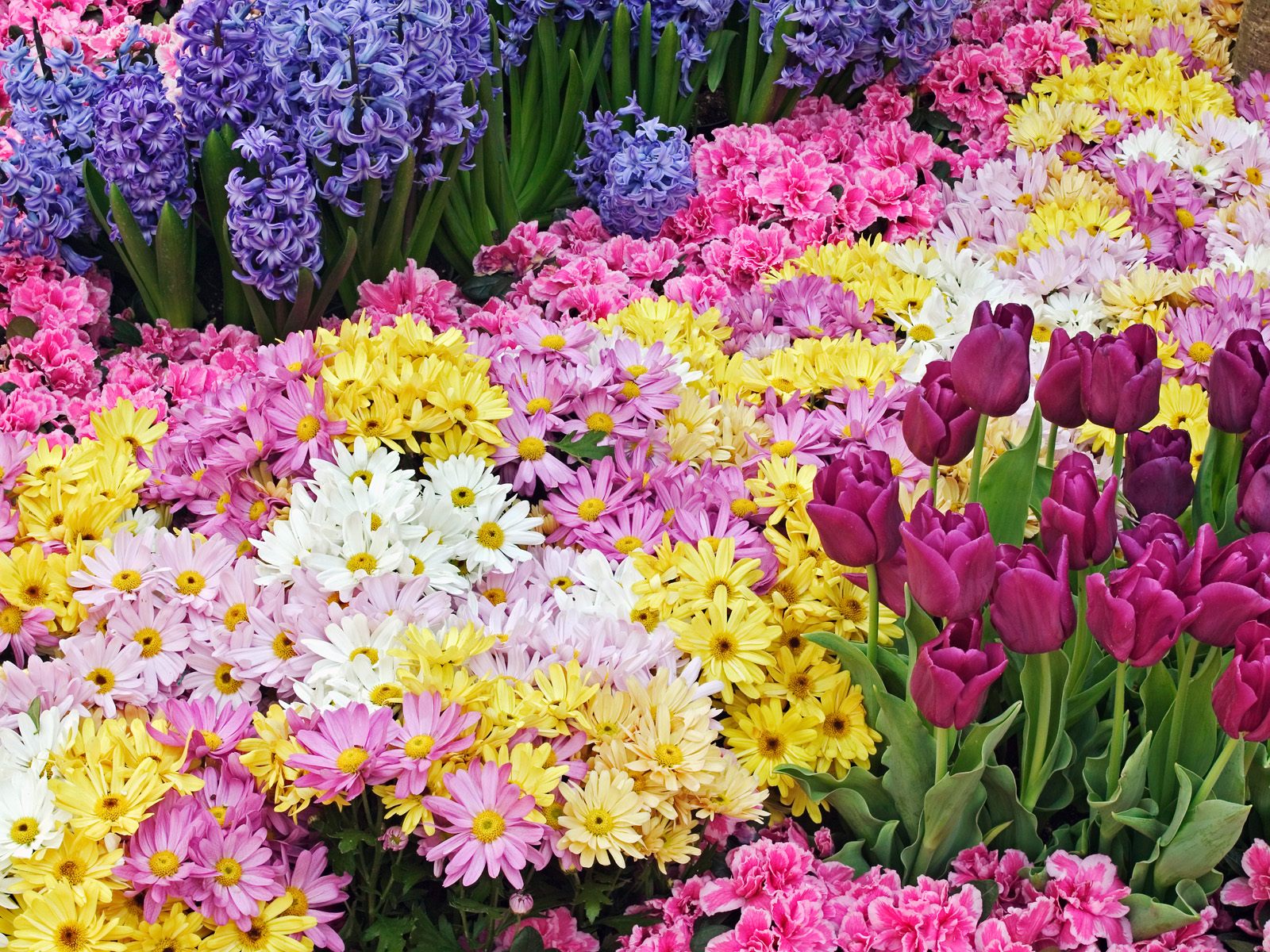 Toko Bunga Florist Di Jakarta Wallpaper