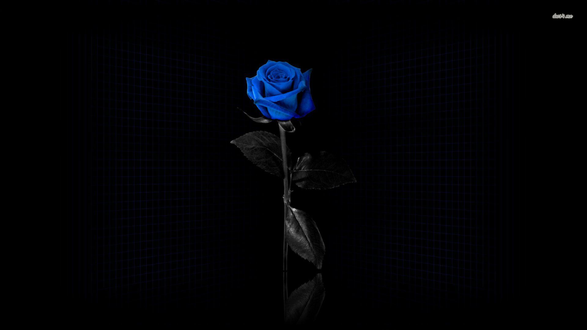 Rose Wallpaper HD Pictures One Background