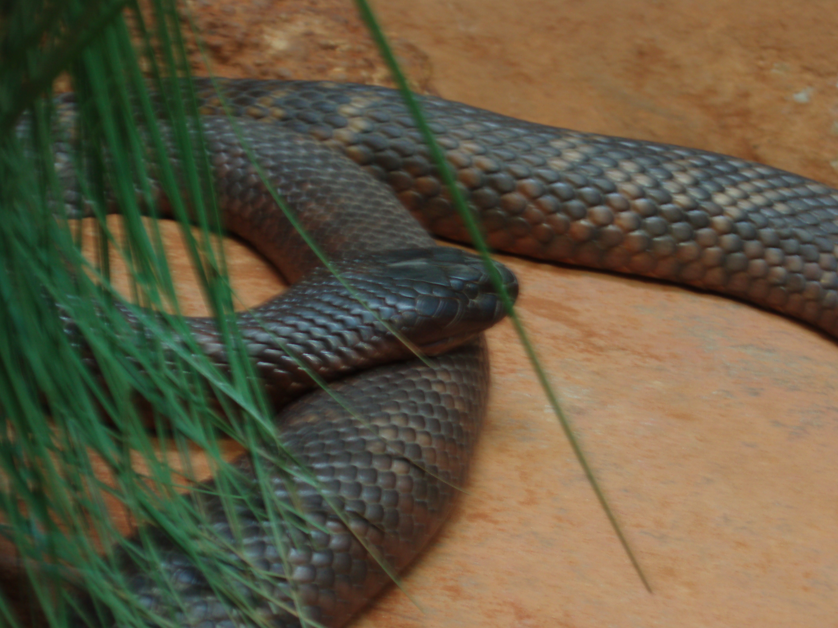 Venomous Snake Bite Pics