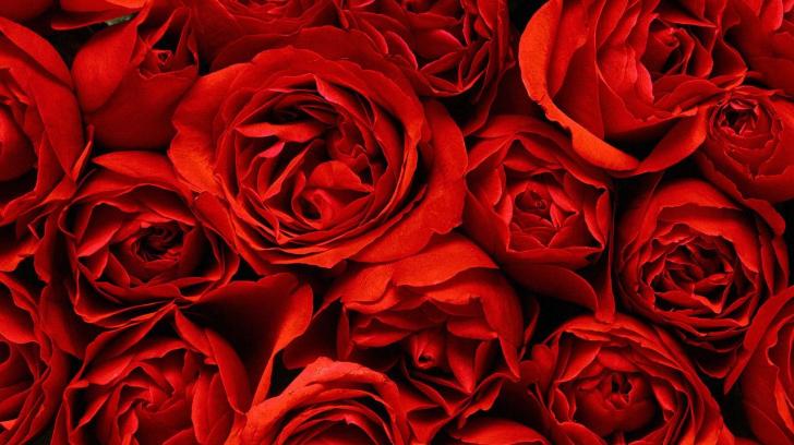 Ments For Million Red Roses HD Wallpaper Hq
