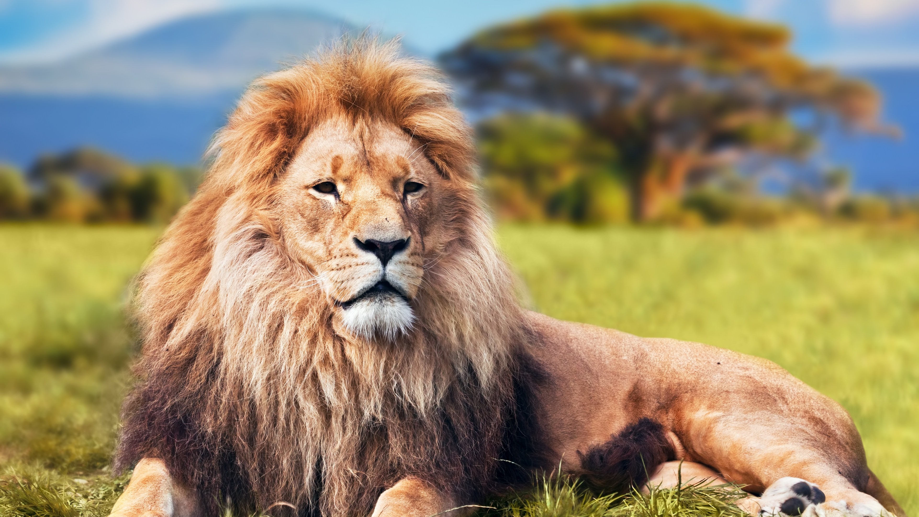 Lion 4k HD Animals Wallpaper Image Photos And