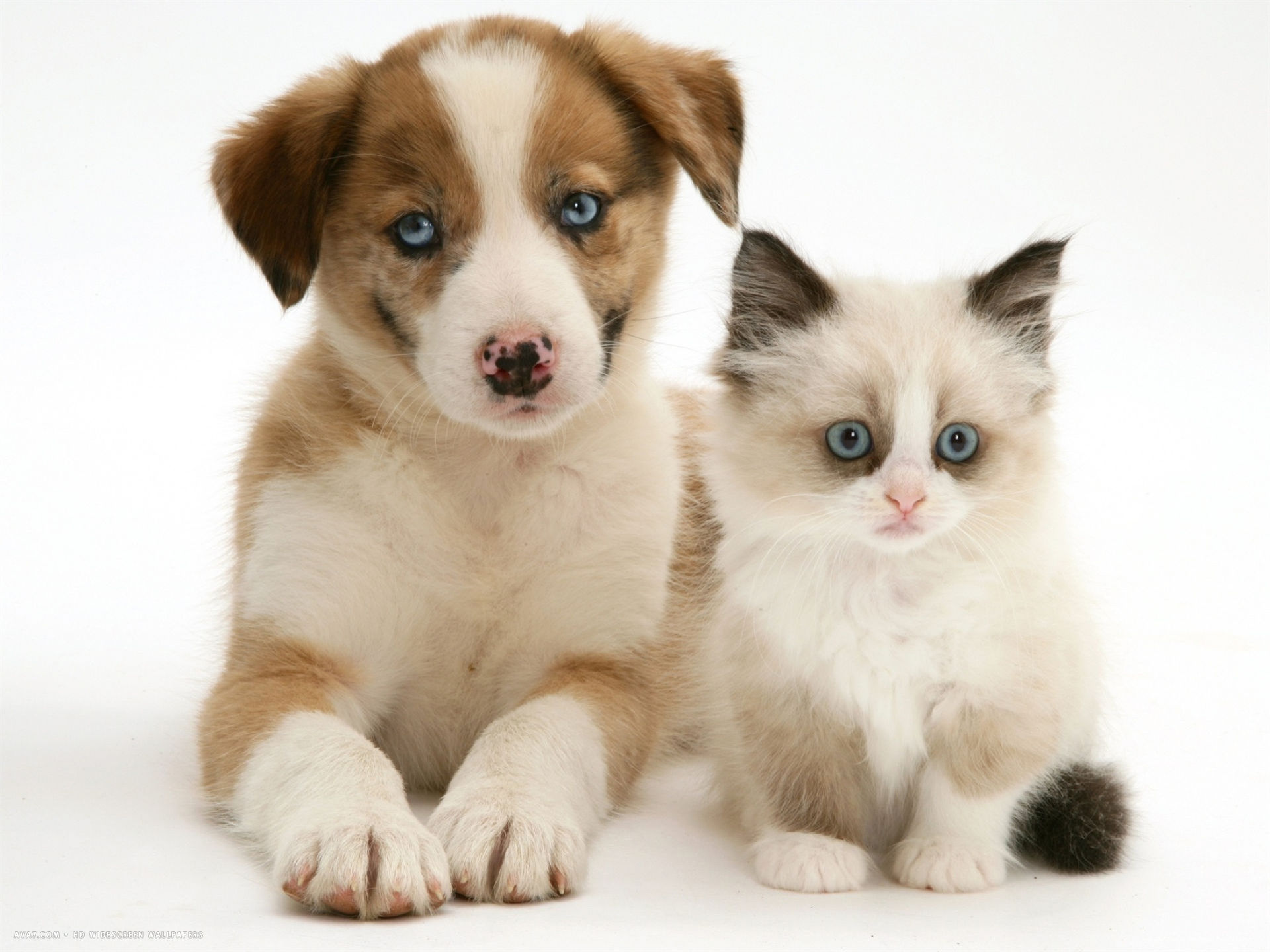 Blue Eyed Red Merle Border Collie Puppy With Birman Cross Kitten