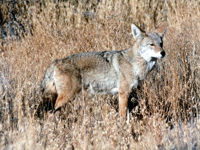 Coyote Wallpaper Background