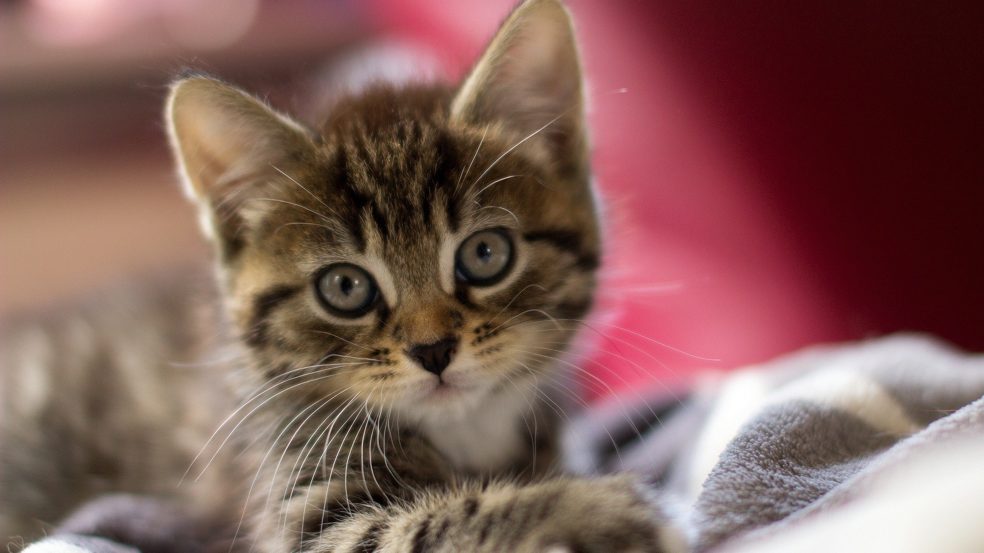 An adorable tabby kitten with big, bright eyes looks curiously at the camera