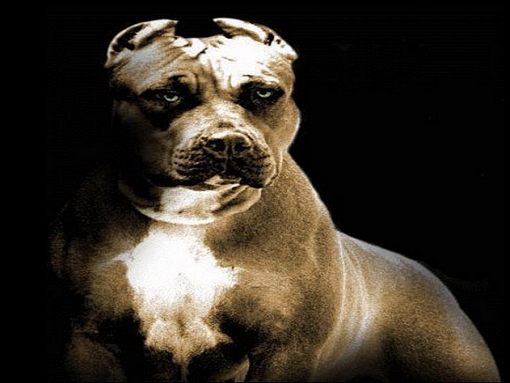 Pitbull Wallpaper To Your Cell Phone Dog