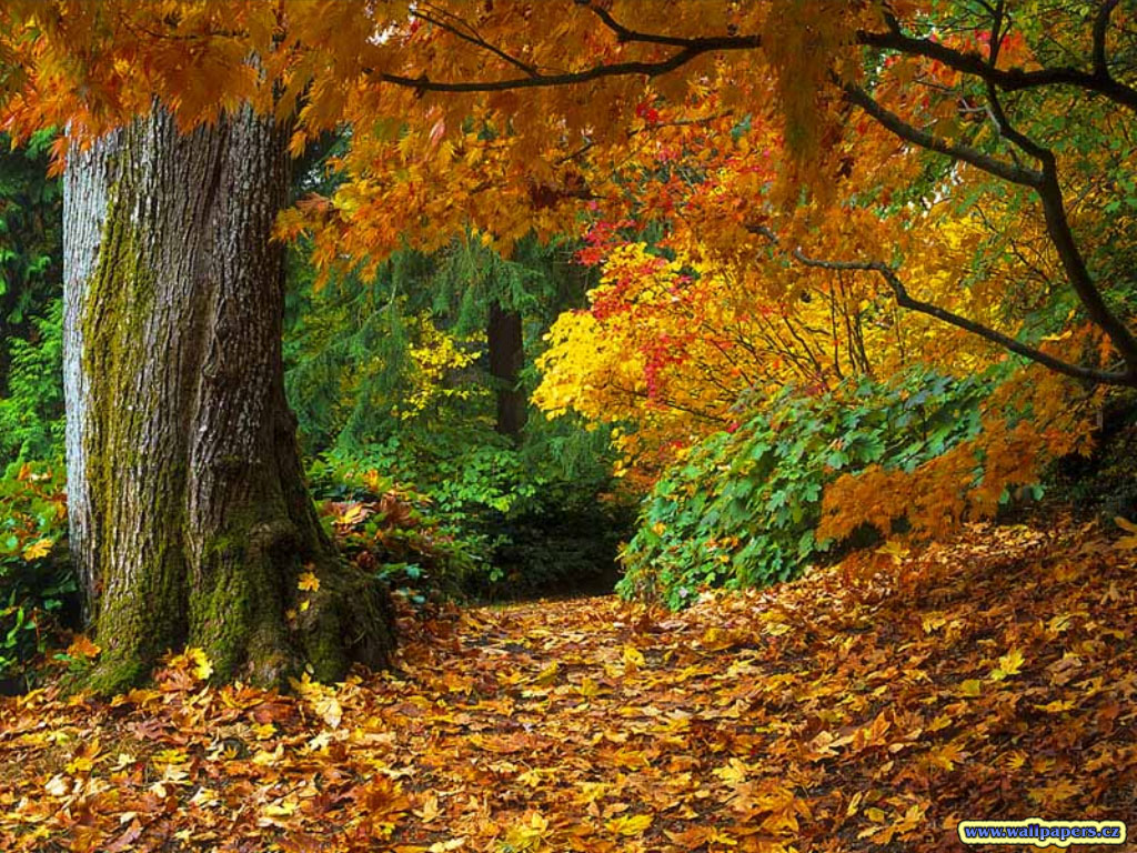 Background Pictures Cool 3d Fall Of Autumn Leaves