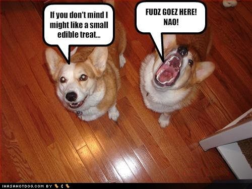 Funny Dog Pictures Dogs Ask For Treats