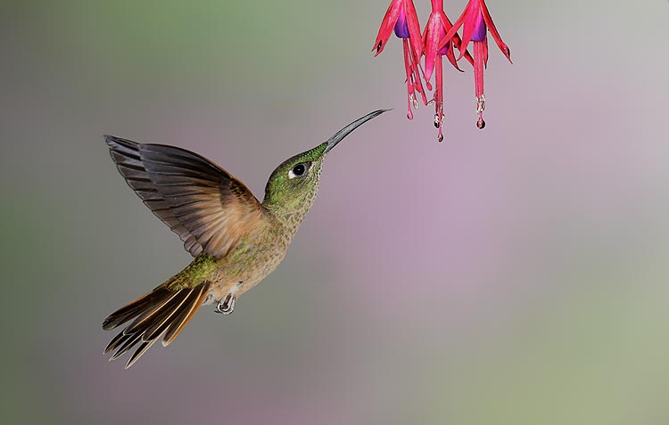 flowers for flower lovers Flowers and humming birds pictures 750x477