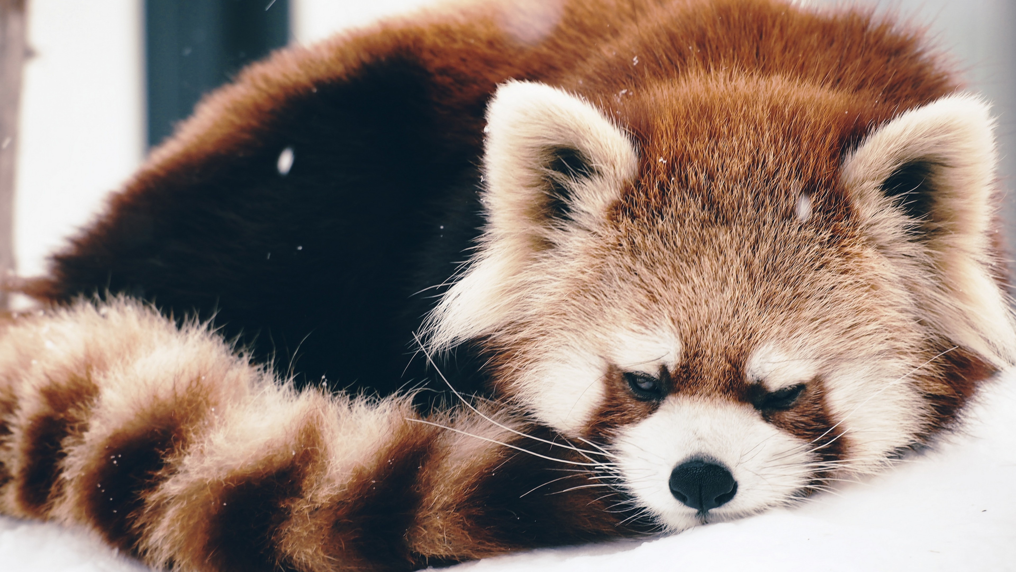 Close-up of a Red Panda Resting in the Snow
